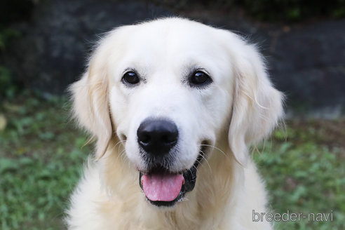 成約済の神奈川県のゴールデンレトリーバー-348337の2枚目